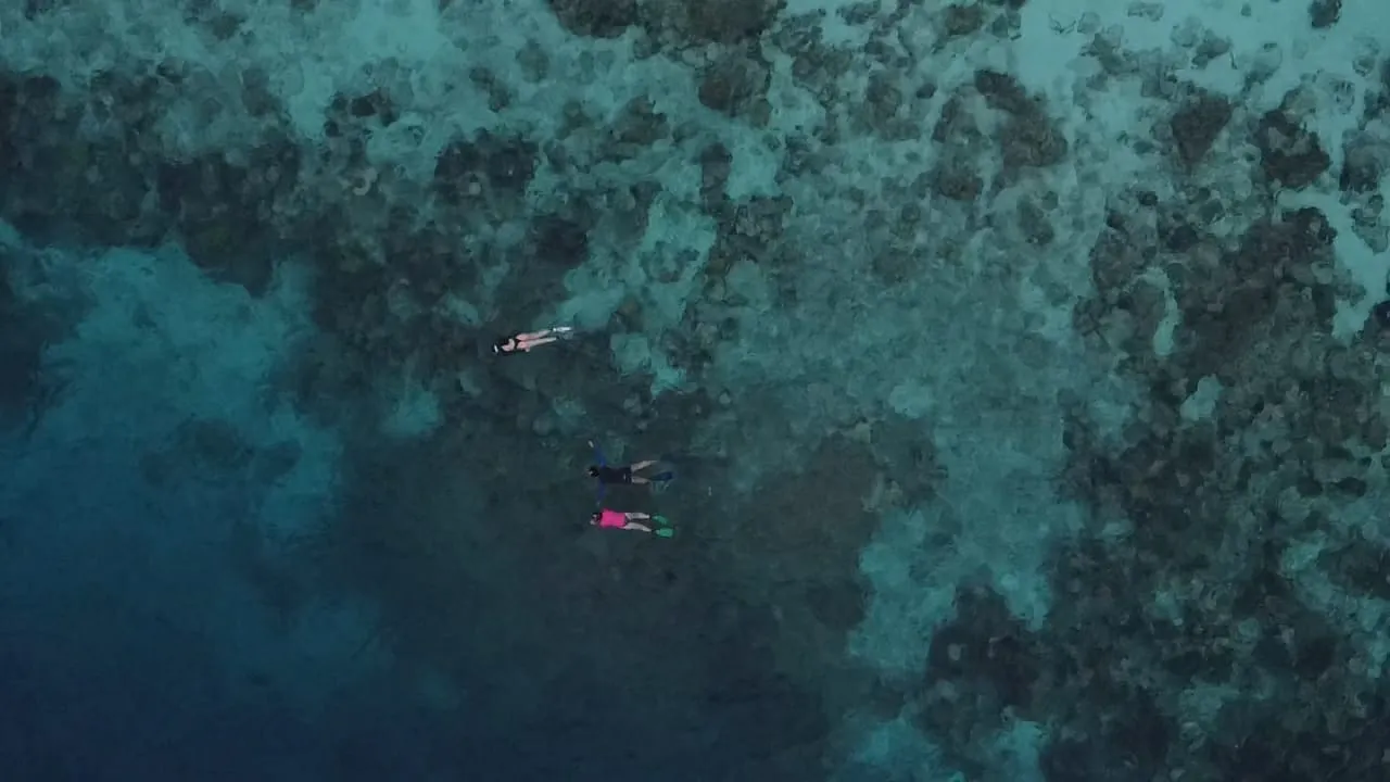 Tomia Marine Life Encounter